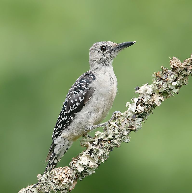 дятел, каролинский меланерпес, red-bellied woodpecker, woodpecker Juvenile. Red-bellied Woodpecker. Каролинский меланерпес фото превью