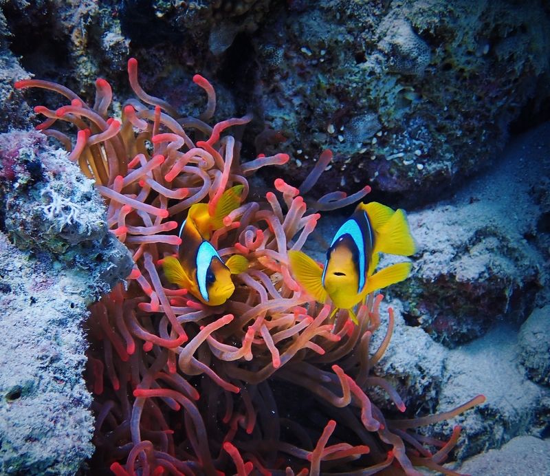 Остров Миндоро, Филиппины Рыбы клоуны фото превью