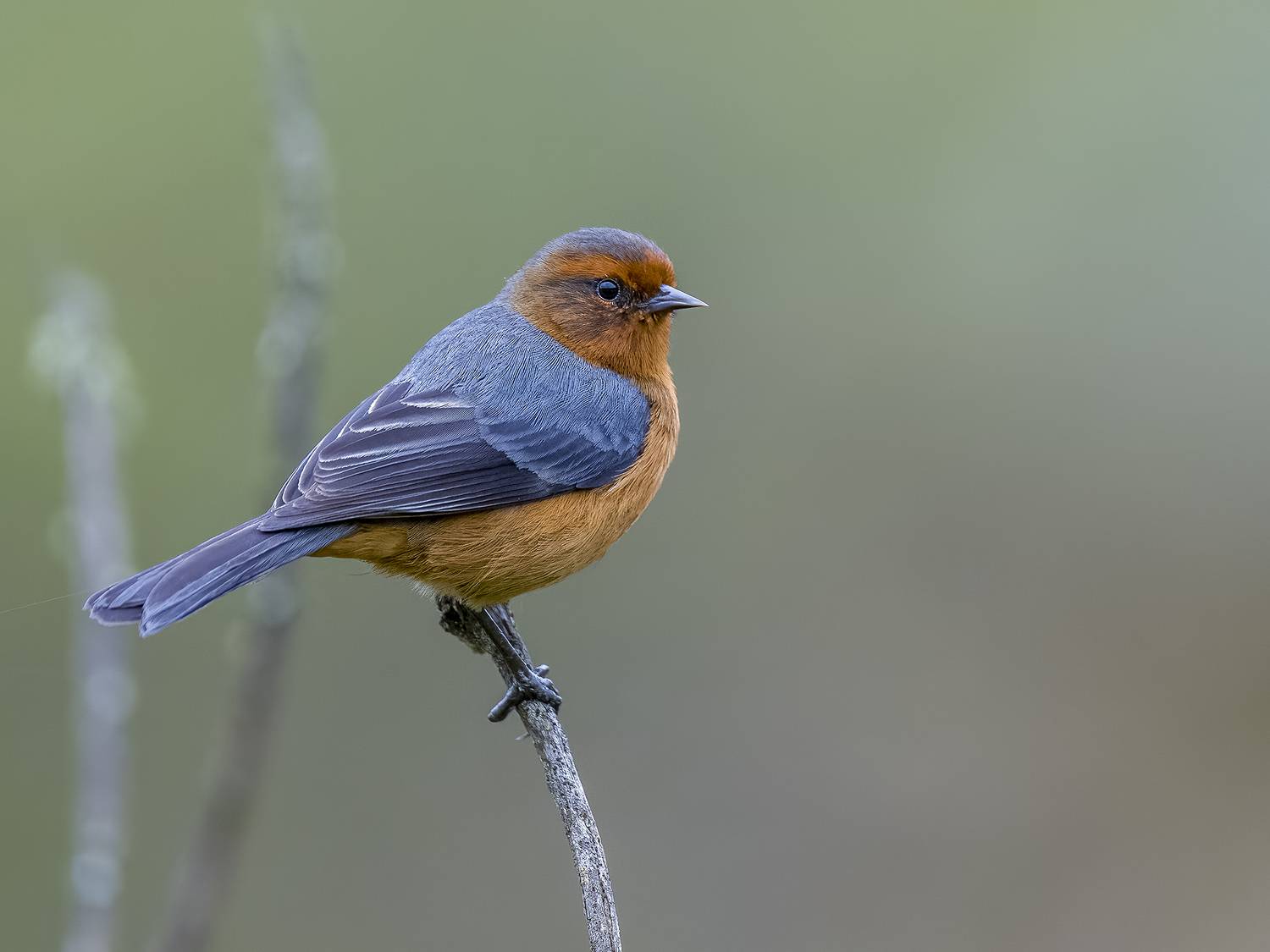 , Burgalin Sequeira Fernando