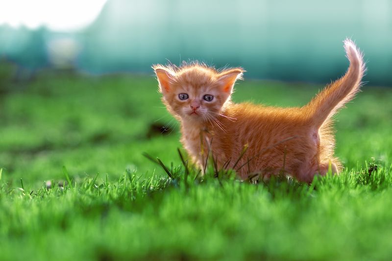 котята животные pets Хвостики фото превью