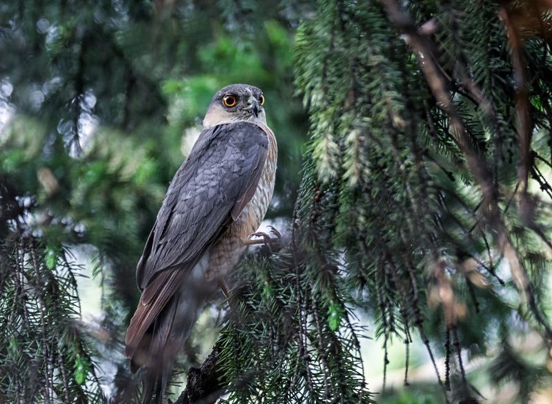 птица, ястреб, самка, самец, перепелятник, Родители очень большого выводка птенцов. фото превью