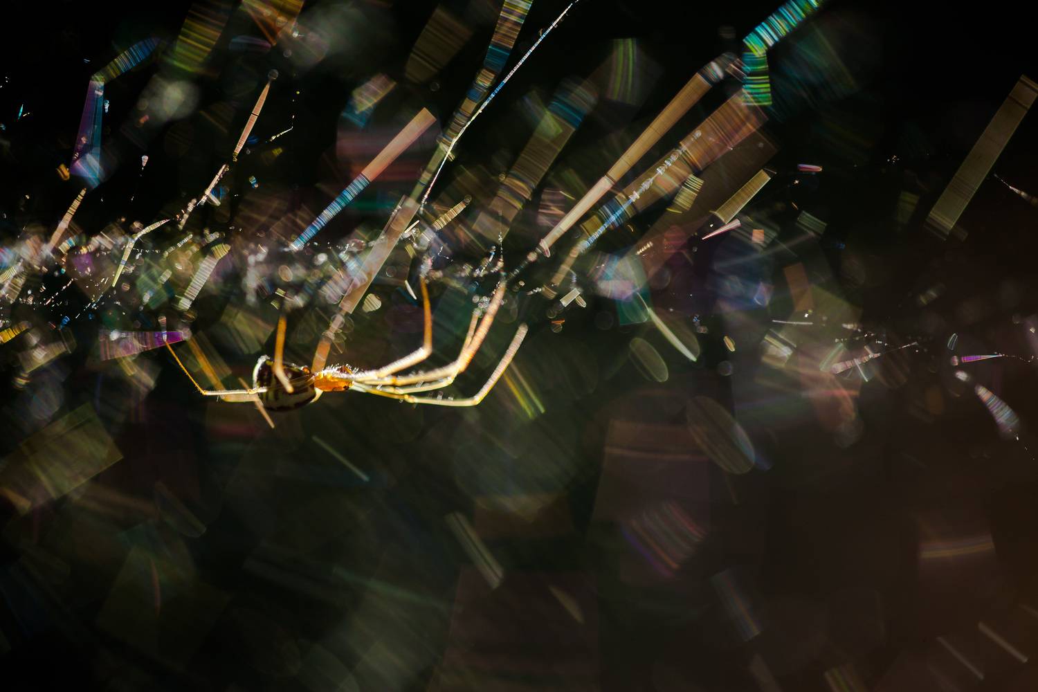 , Викулов Николай