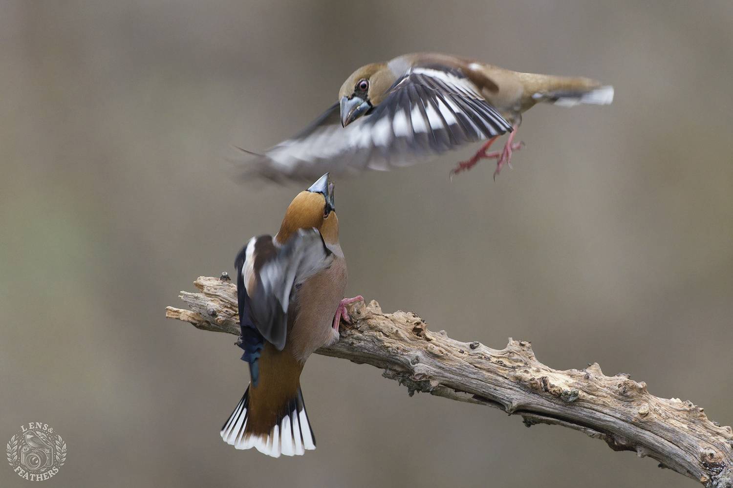 , Евгени Стефанов