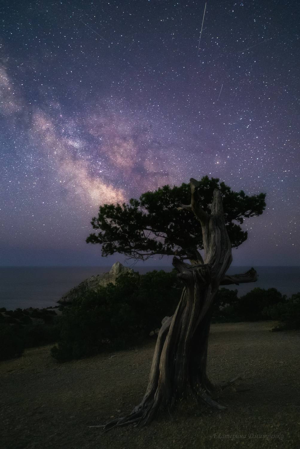 крым, новый свет, судак, море, горы, пейзаж, природа, crimea, landscape, астрофото, ночь, ночной пейзаж, можжевельник, Дмитренко Екатерина