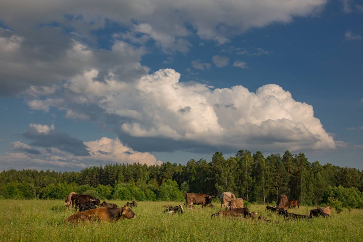 пивоварово лето июнь коровы стадо отдых, Алексеев Дмитрий