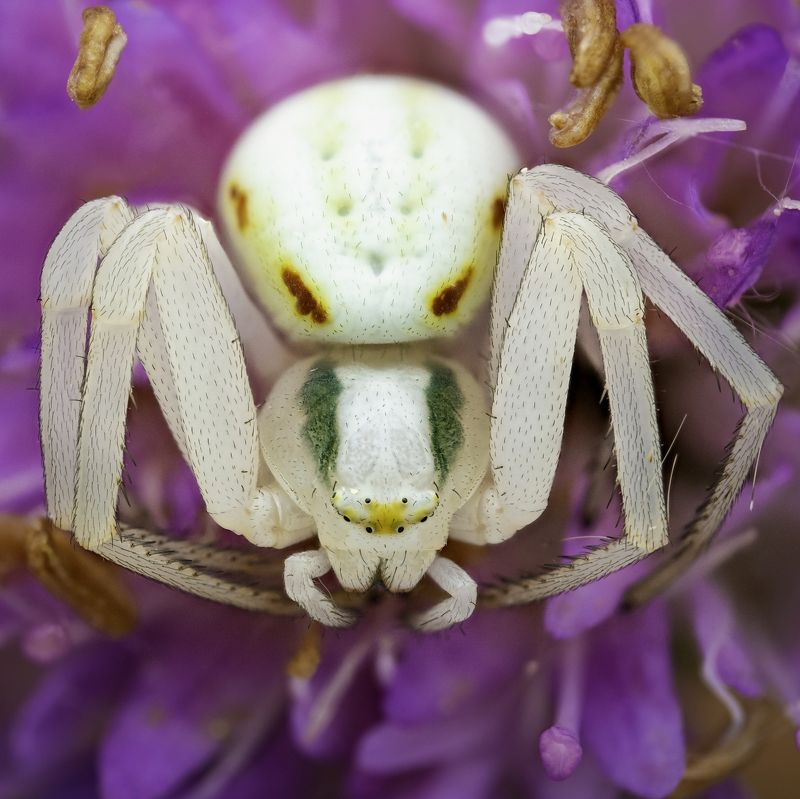 Misumena vatia фото превью