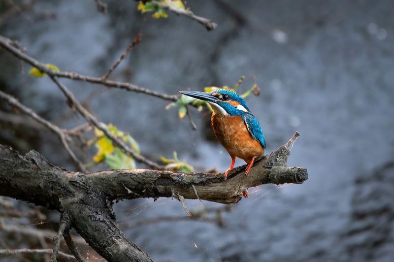 Зимородок на закате фото превью