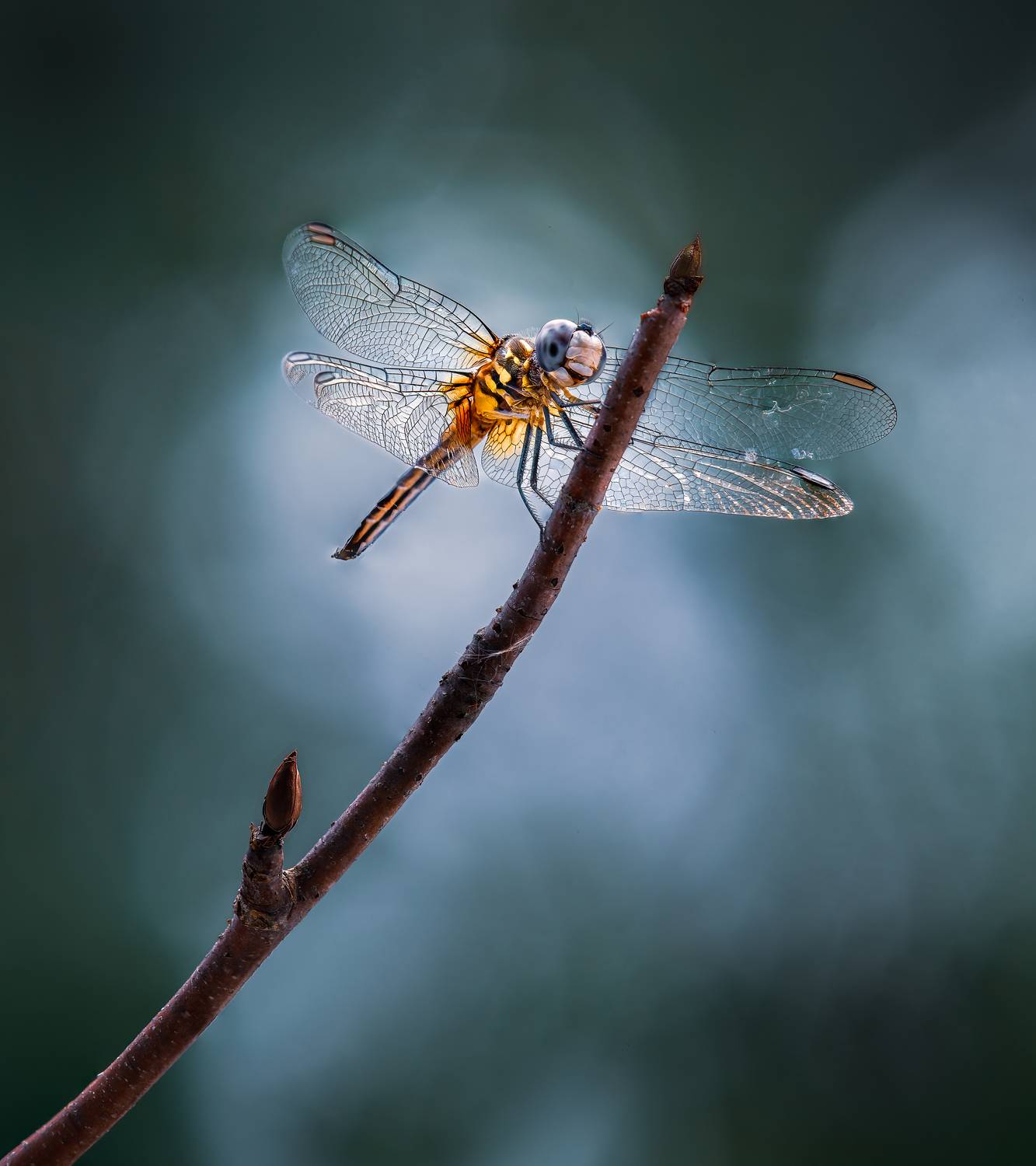 damselfly, dragonfly, insect, grass, sunset, dusk, evening, bug, macro, blade, grassland,, Atul Saluja