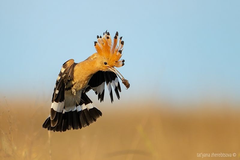 Удоды фото превью