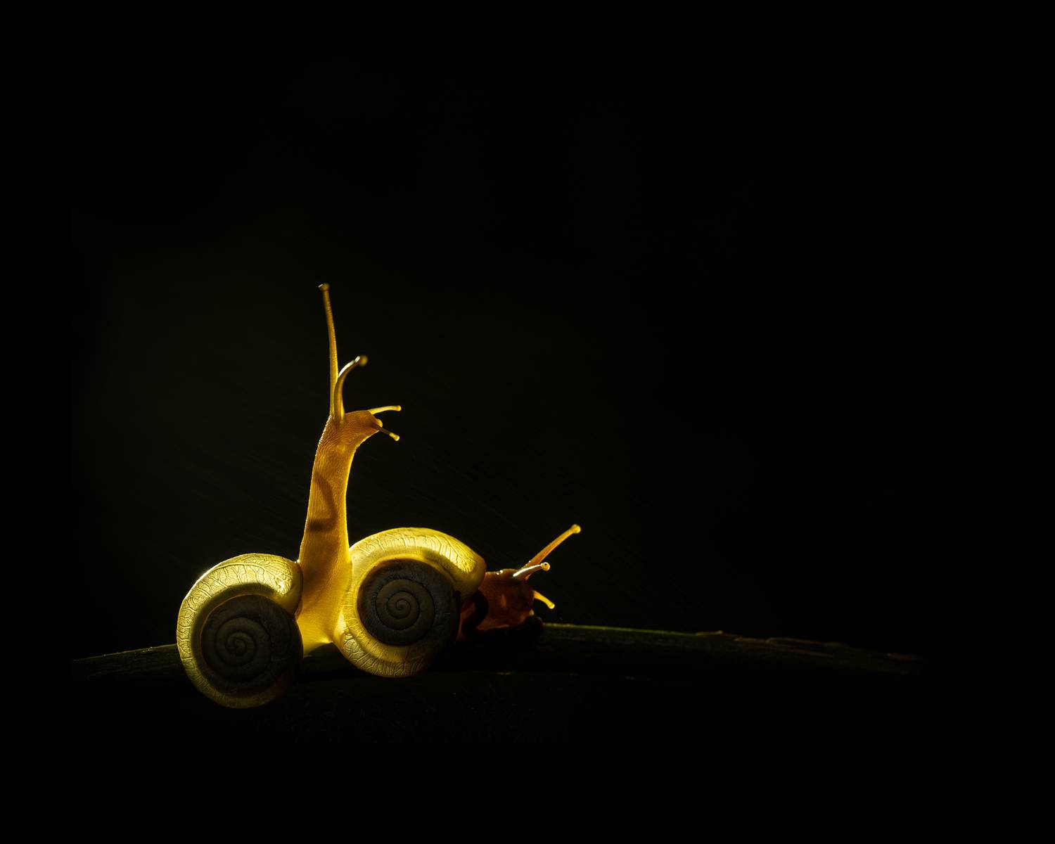 macro, backlit, snail, glow, rain, Abhisek Bagaria