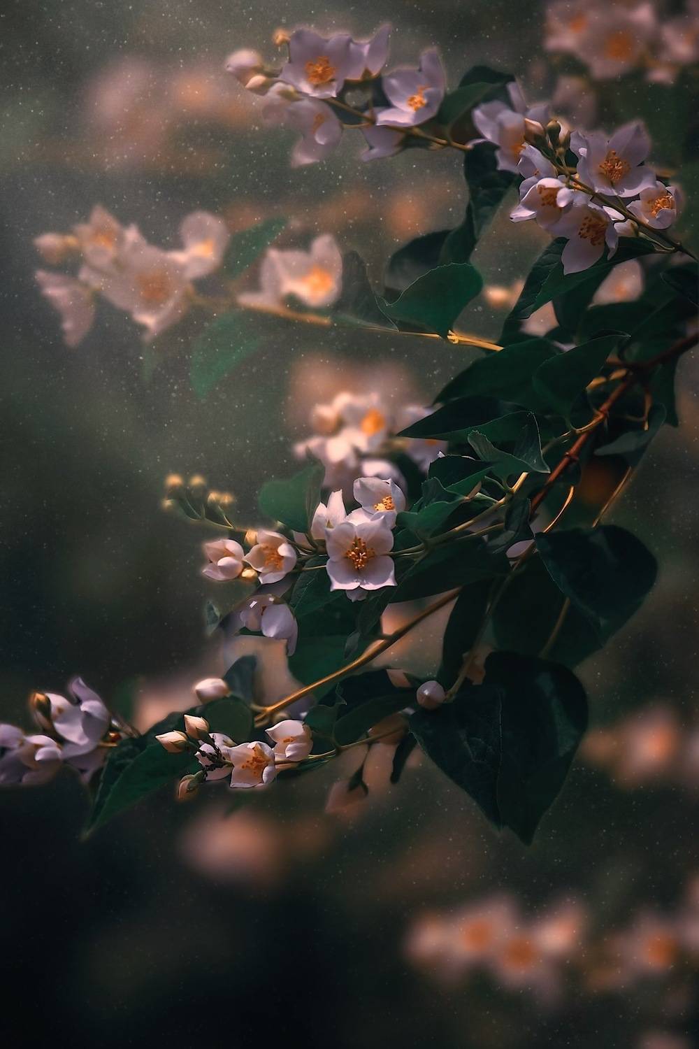 макоо, macro, цветы, flowers, лето, summer, чубушник, Julia Kaissa