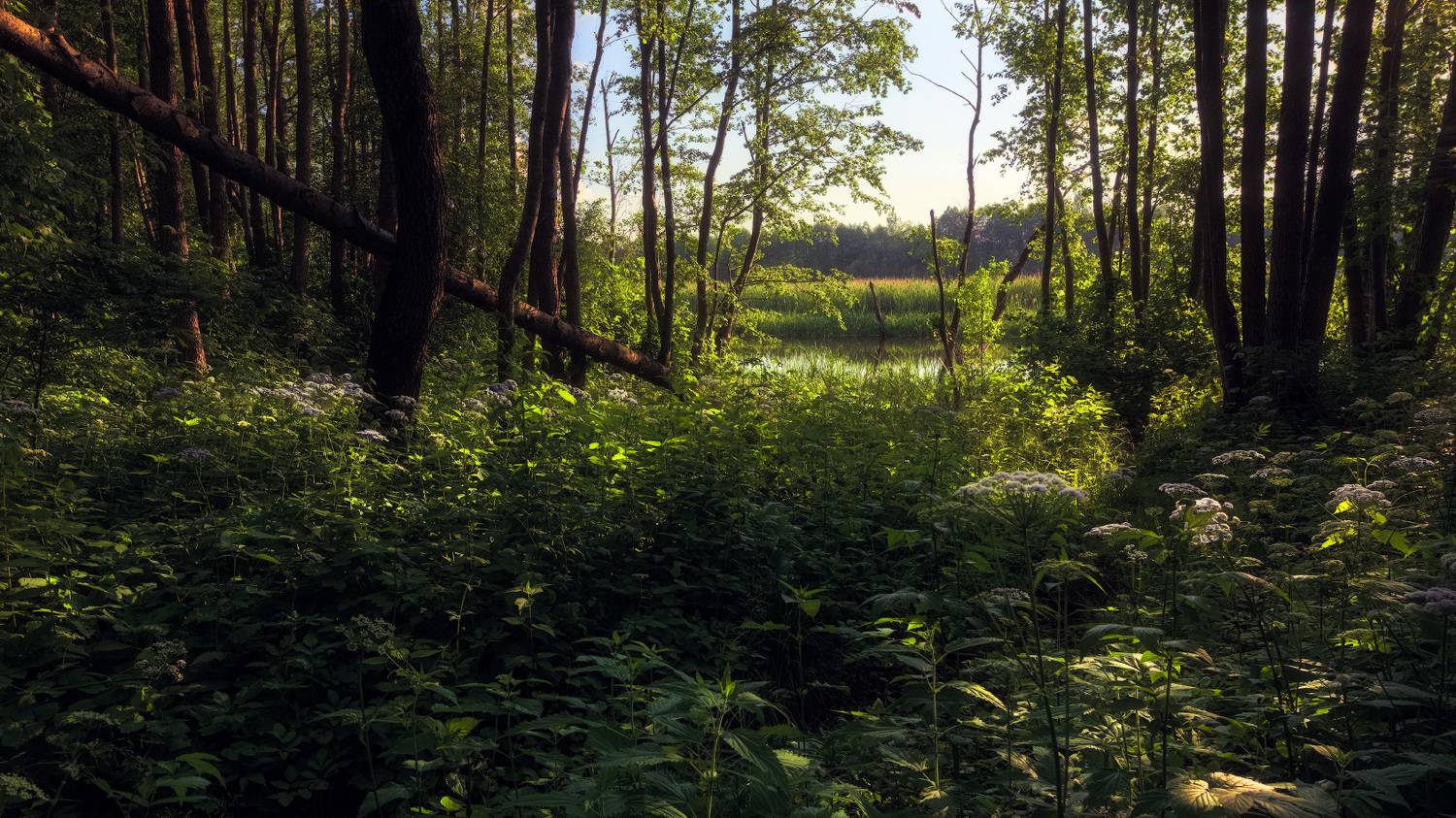 , Михаил Кушнер