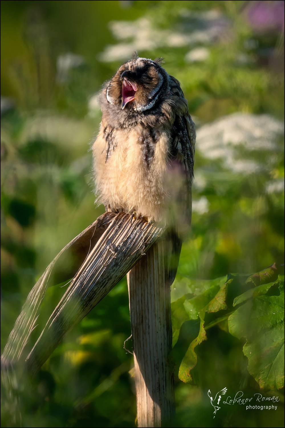 , Лобанов Роман