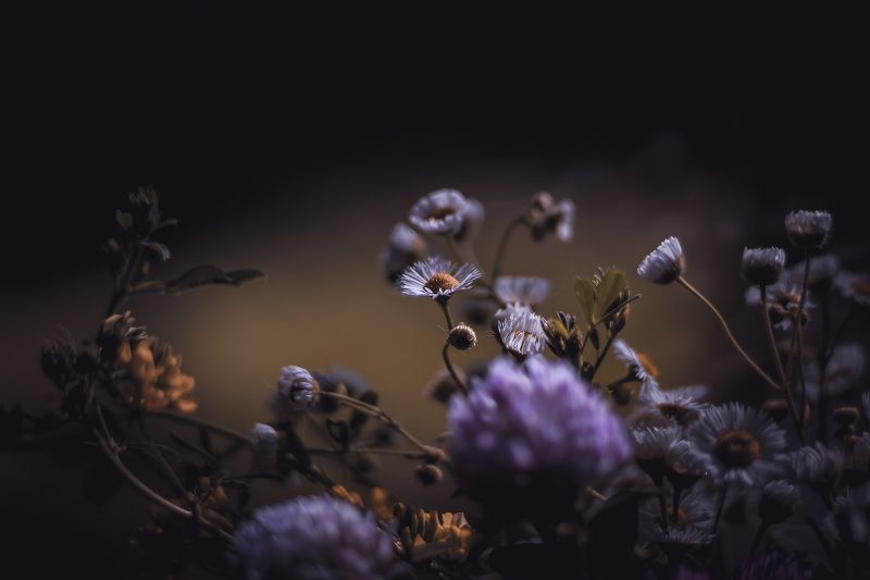 Полевые фото превью