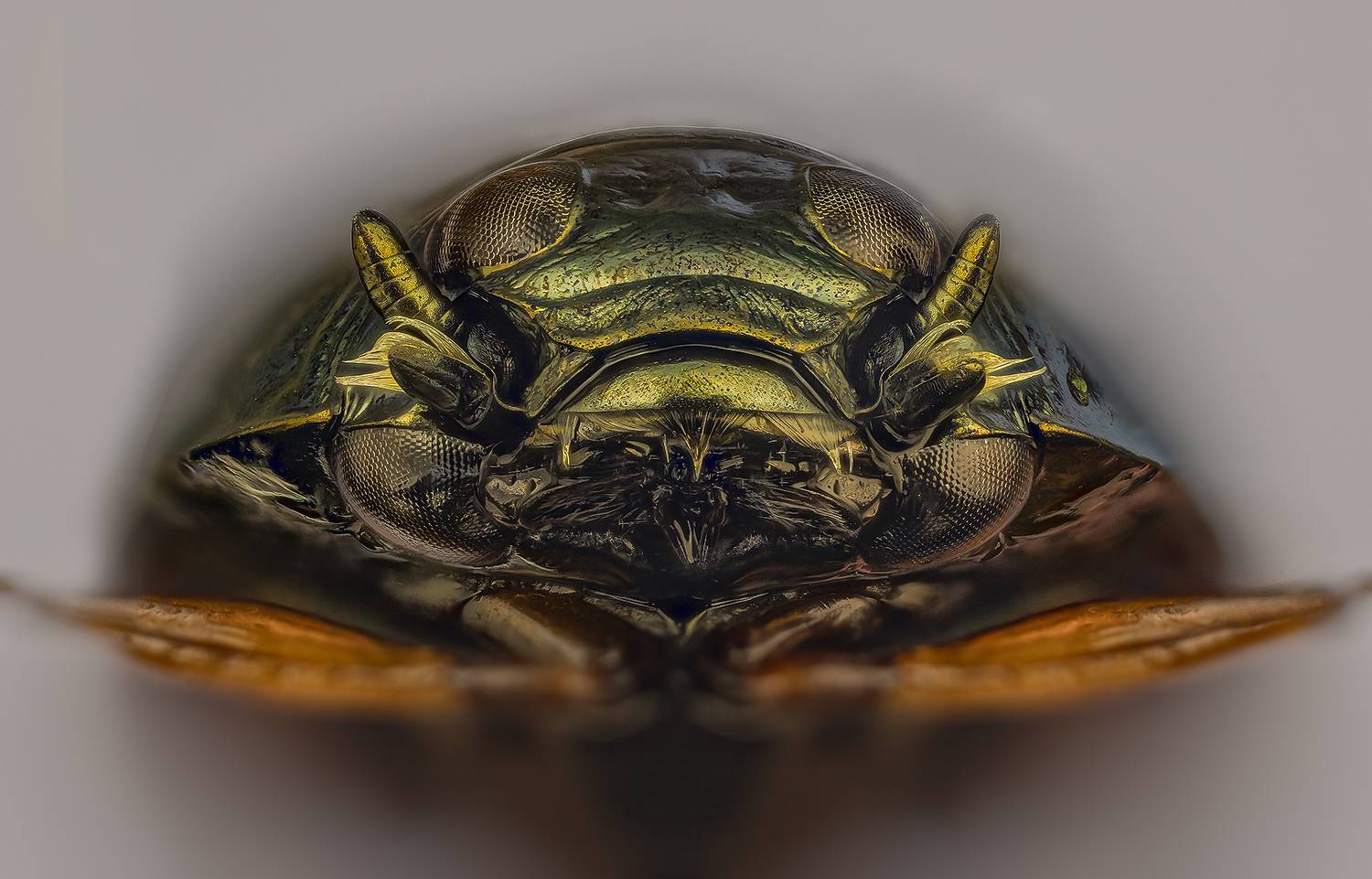 gyrinus natator, Kavaliauskas Eugenijus