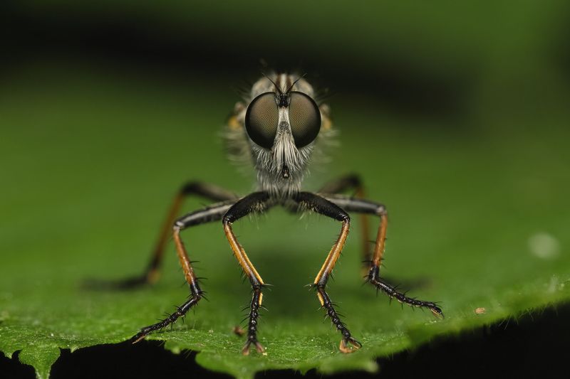 The guy with the mustache фото превью