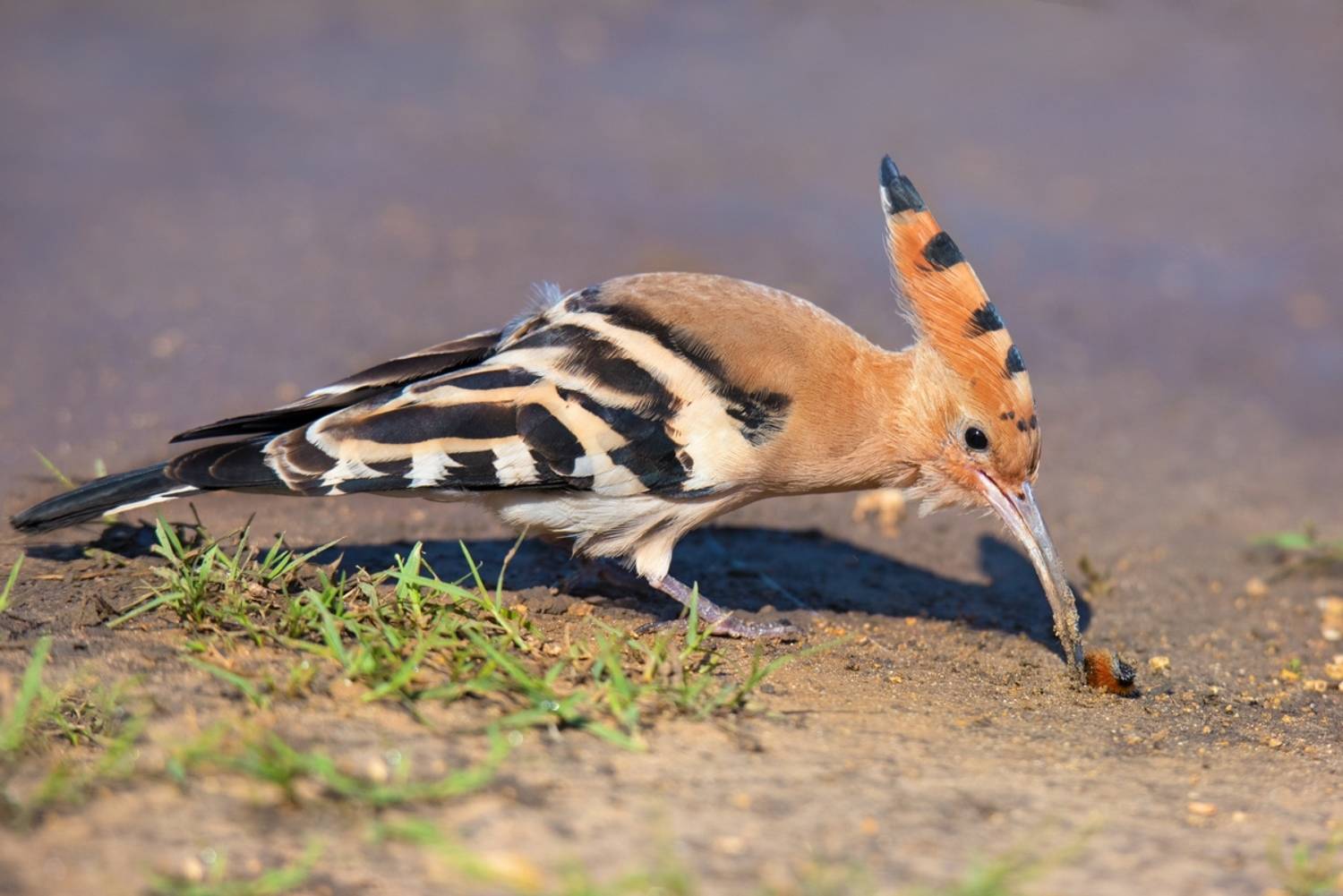 , Людмила Бекман
