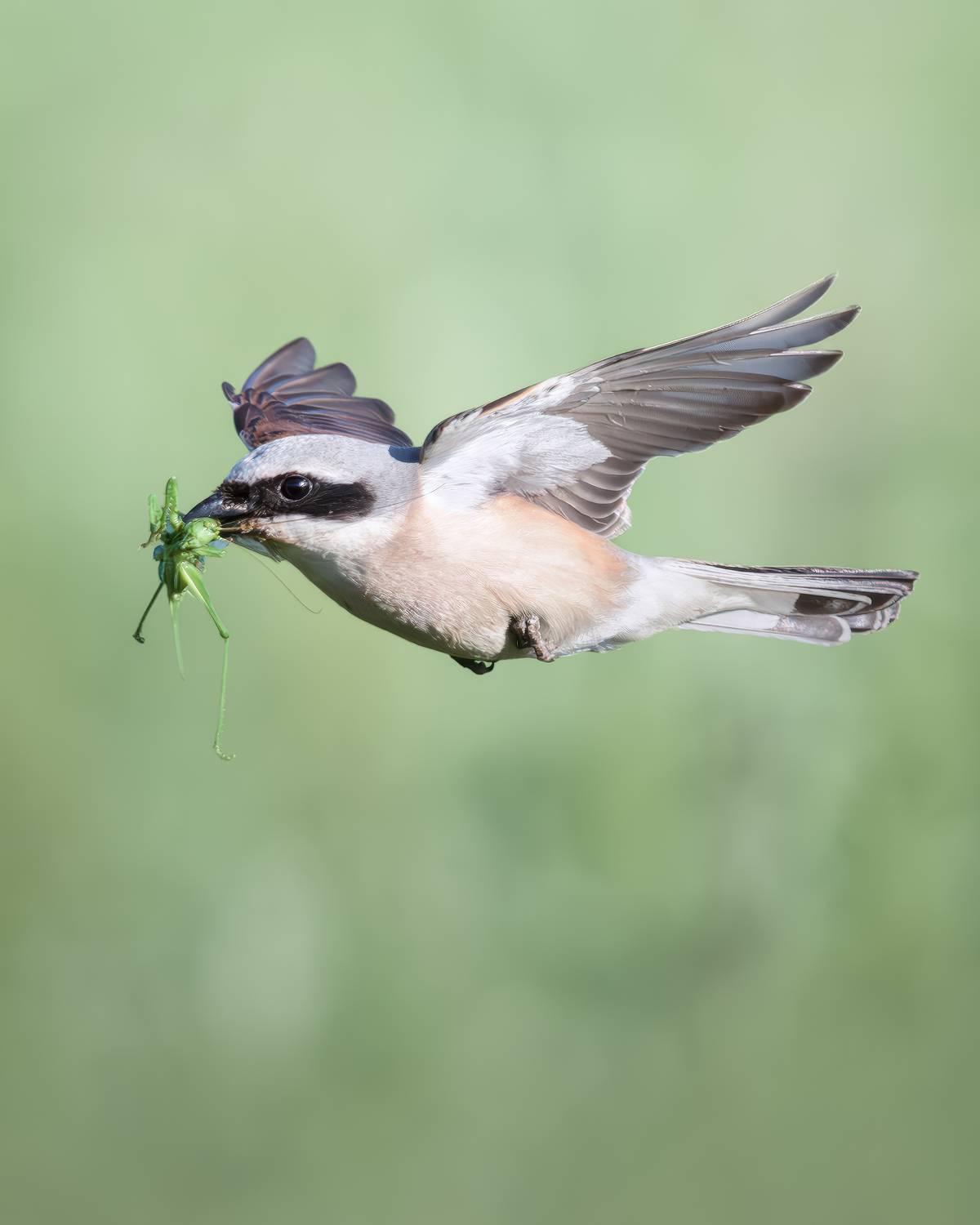 , Поляков Михаил