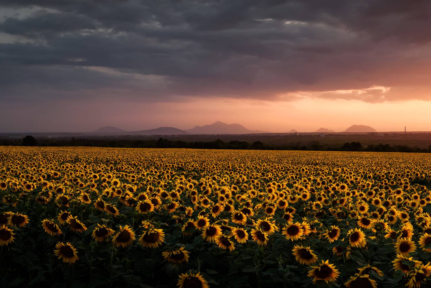 кавказ, кмв, горы, георгиевск, вечер, закат, бештау, поле, подсолнухи, облачность, облака, Zakharov Armen