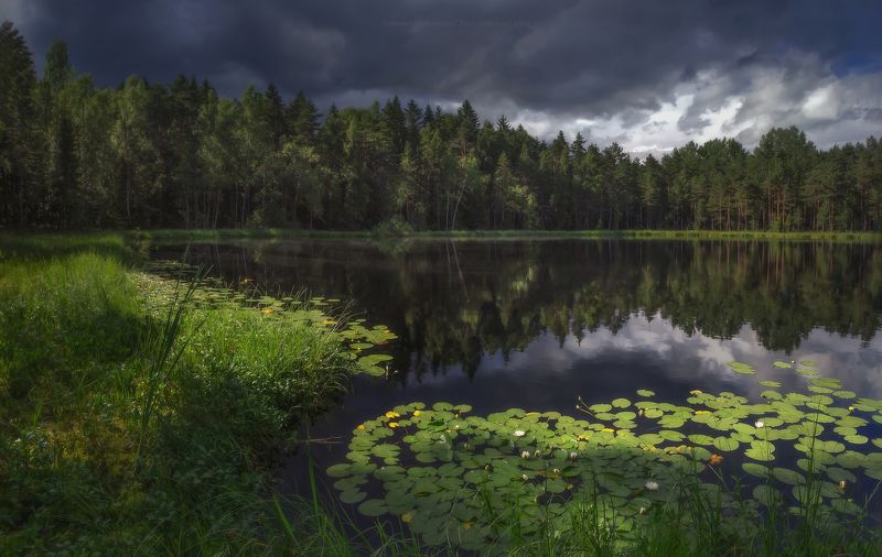 пейзаж, ленобласть, туман, landscape, кувшинки, nature, природа, foggy, forest, ленинградская область Где кувшинки... фото превью