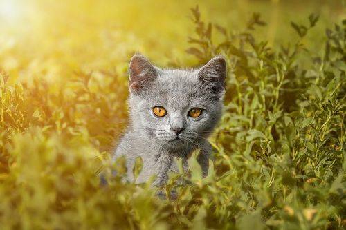 Котёнок в траве