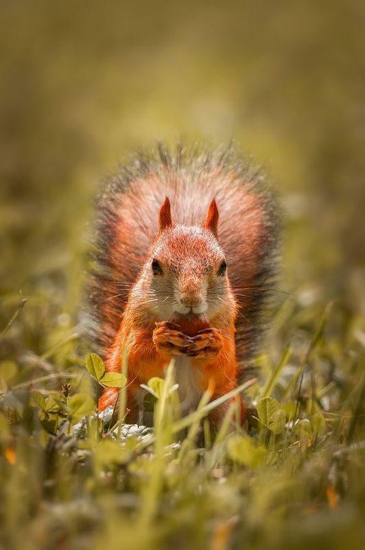 Белка на дереве фото превью