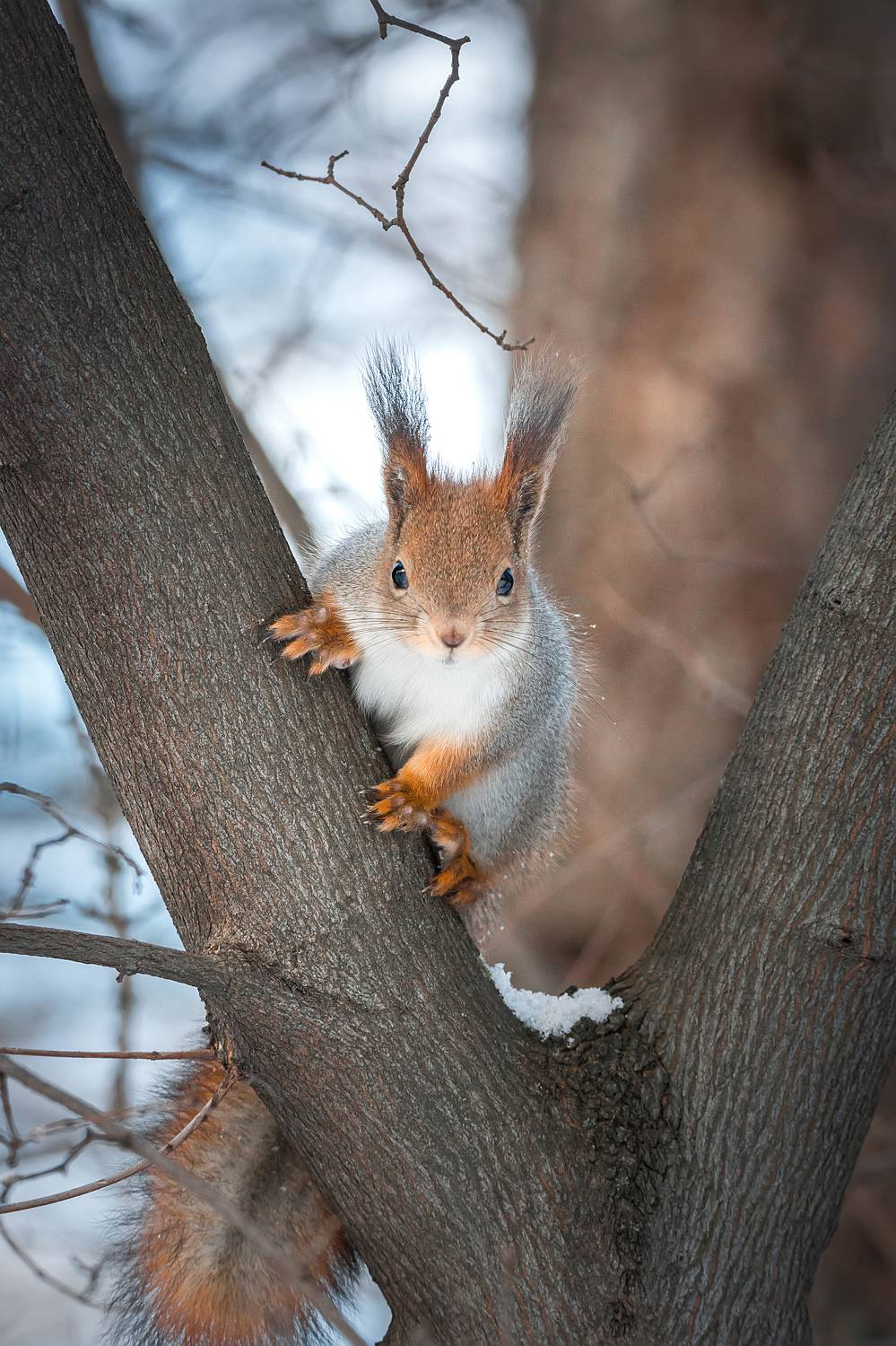 wild, animal, squirrel, tree, wildlife, forest, brown, tail, nature, green, Корнеев Алексей