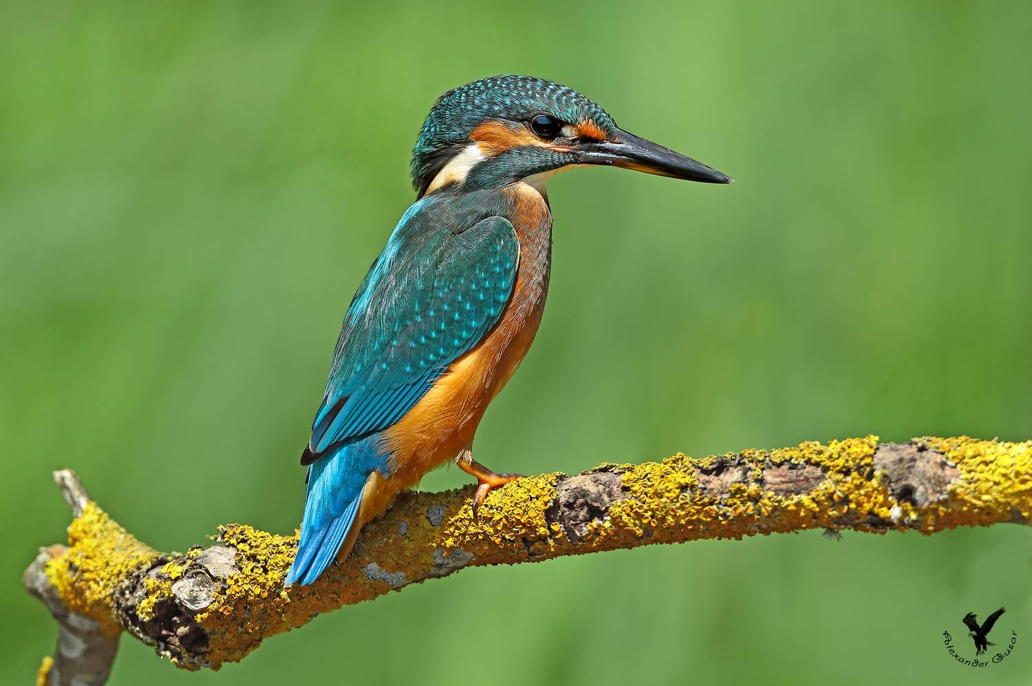 зимородок, Гусар Александр