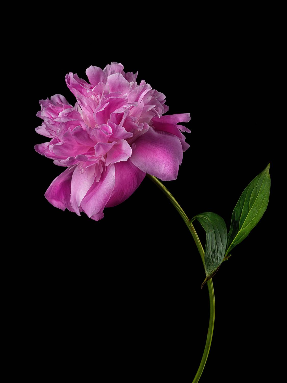 цветок, флора, пион, лепестки, Ольга Яр