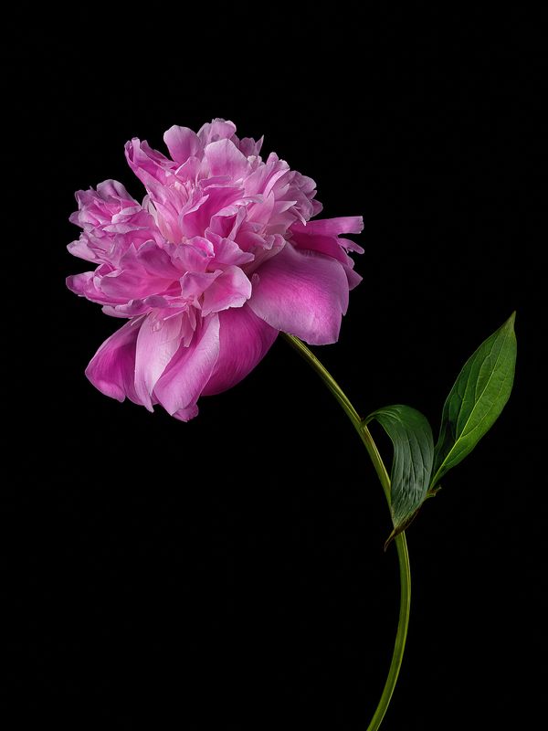 цветок, флора, пион, лепестки  фото превью