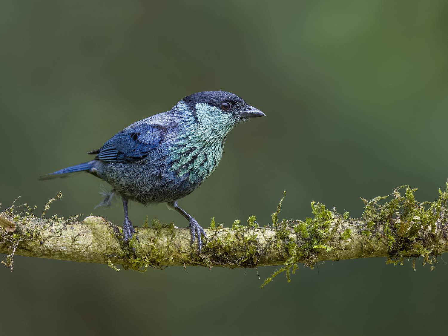 , Burgalin Sequeira Fernando