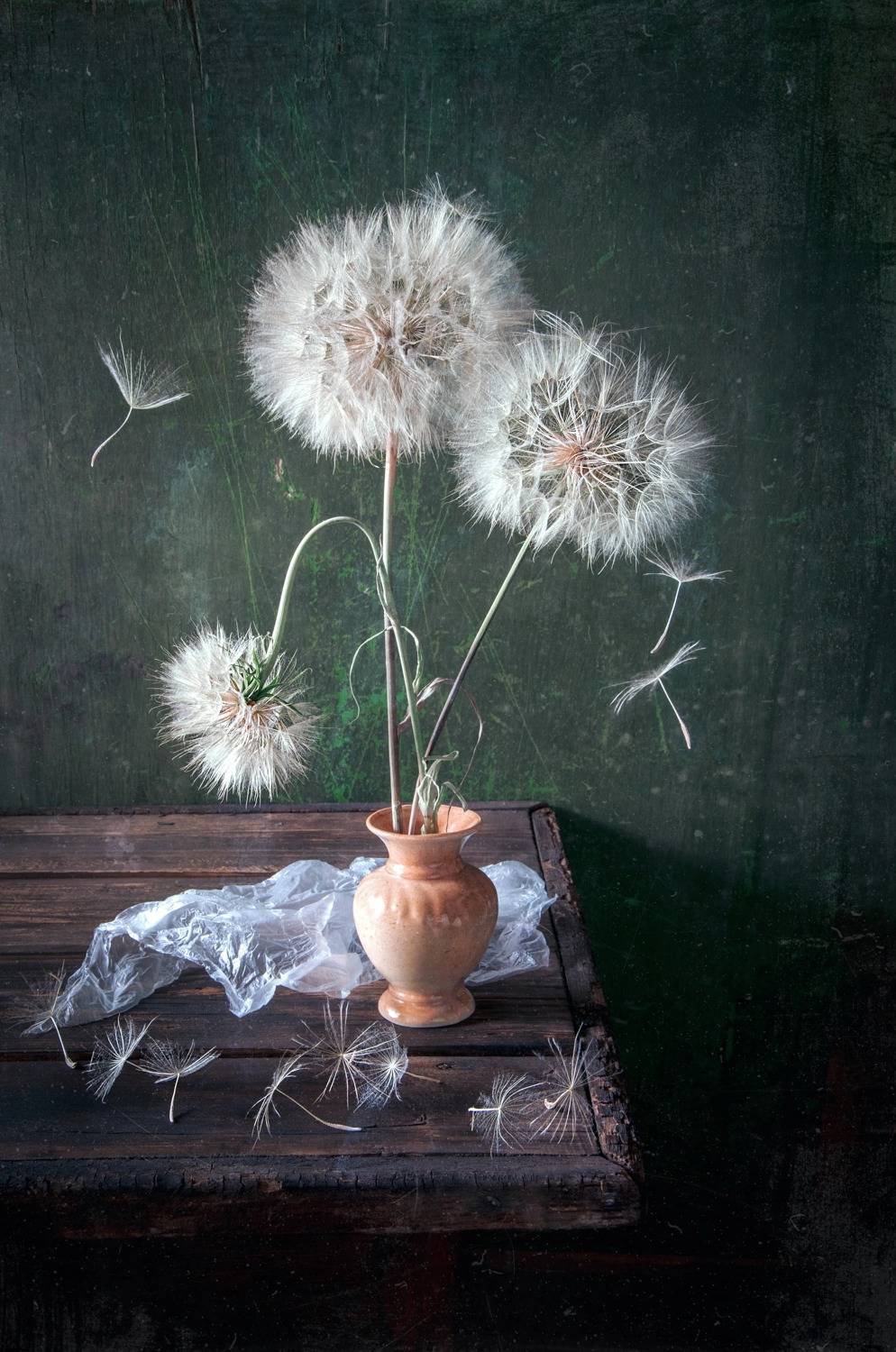 нежность, воздушность, лёгкость, козлобородник, цветок, лето, натбрморт, Анна Иванова