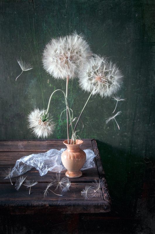 нежность, воздушность, лёгкость, козлобородник, цветок, лето, натбрморт Воздушный десант фото превью