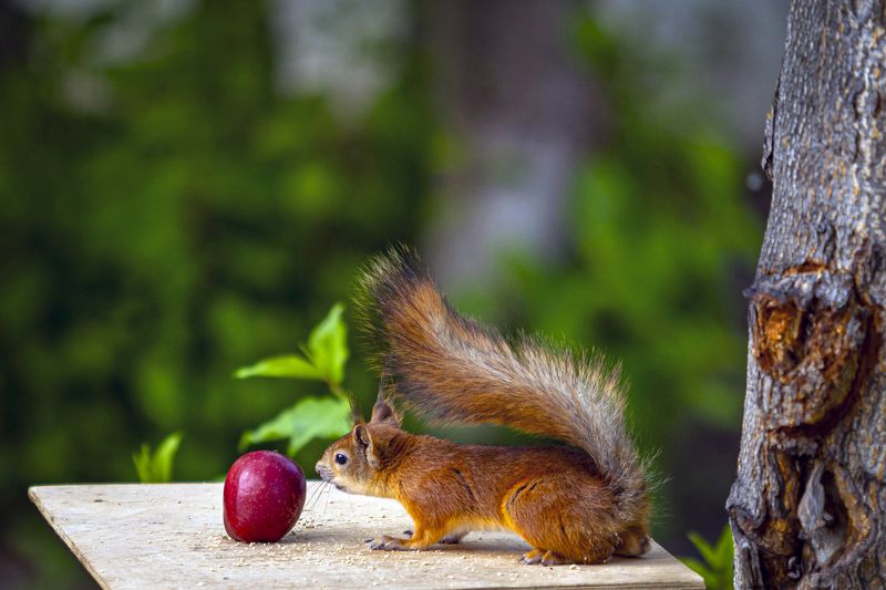 Неопознанный объект фото превью