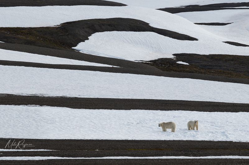 Black, White & Polar Bears фото превью