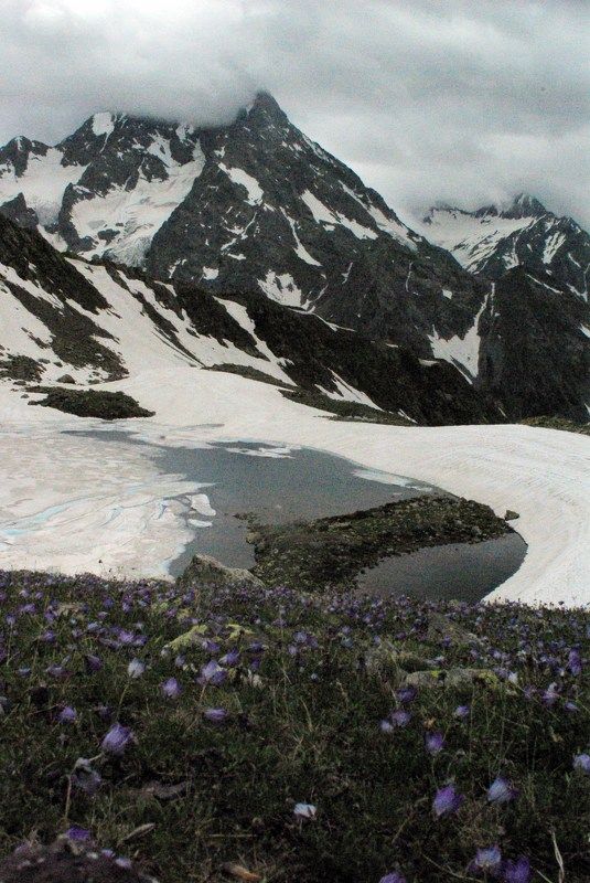 архыз Колокольчики ... фото превью