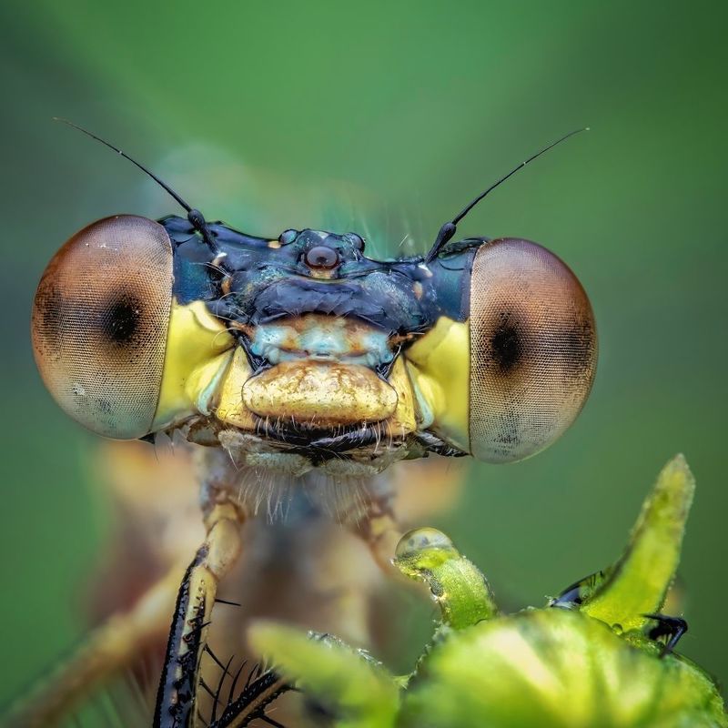 фото превью