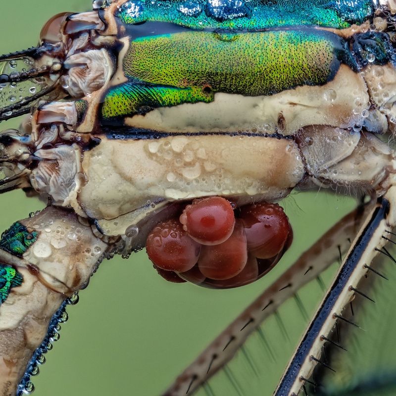 Водяные клещи на стрекозе. Arrenurus (?) фото превью
