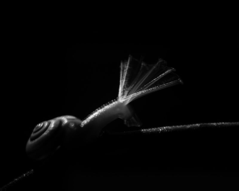 Snail, slow shutter, back lit, Rain, shutter drag Speed фото превью