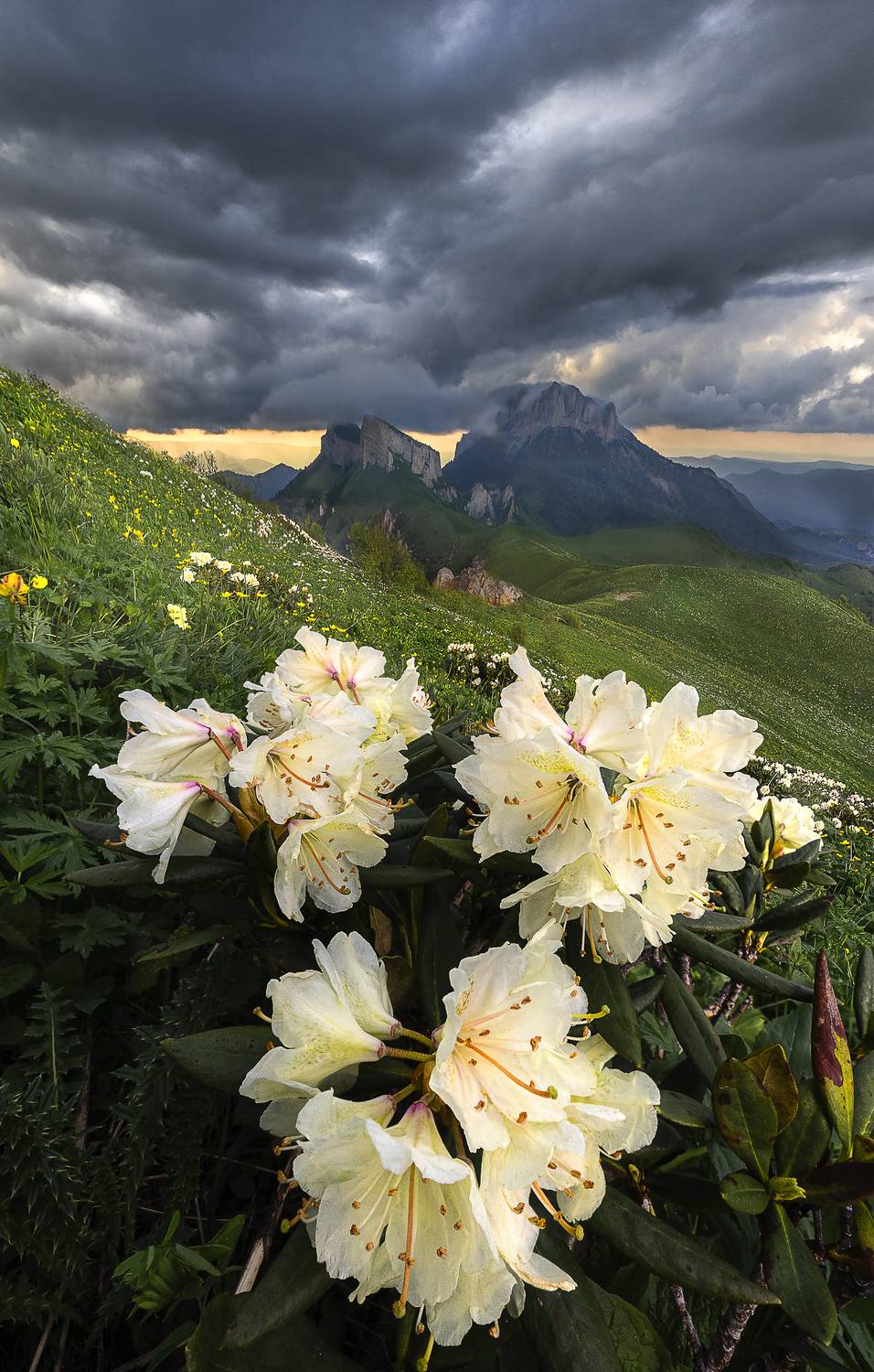 , Олег Герасимов