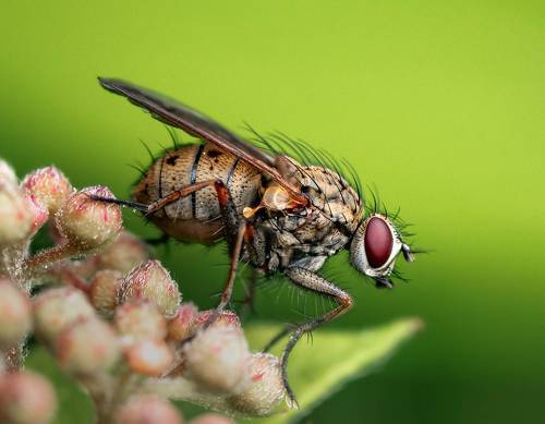 Perched fly