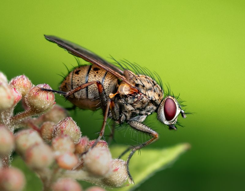 Perched fly фото превью