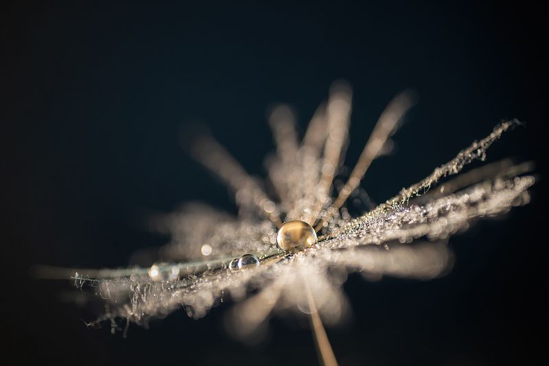 макро, капля, козлобородник, черный, пушинка Жемчужная фото превью