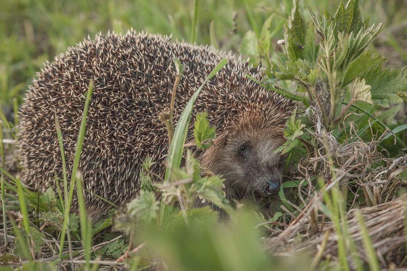 Ёж фото превью