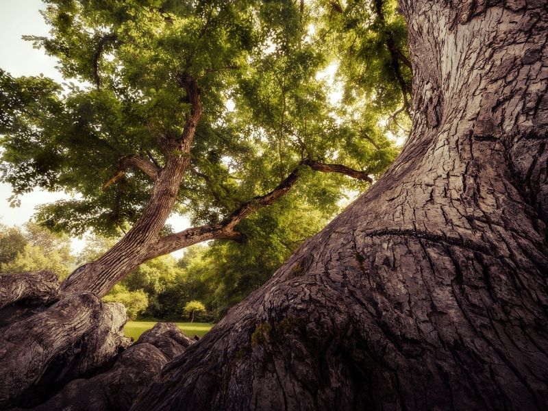 14 мм фото превью