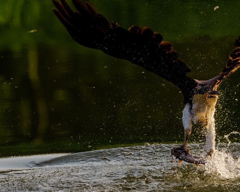 Grey Headed fish eagle фото превью