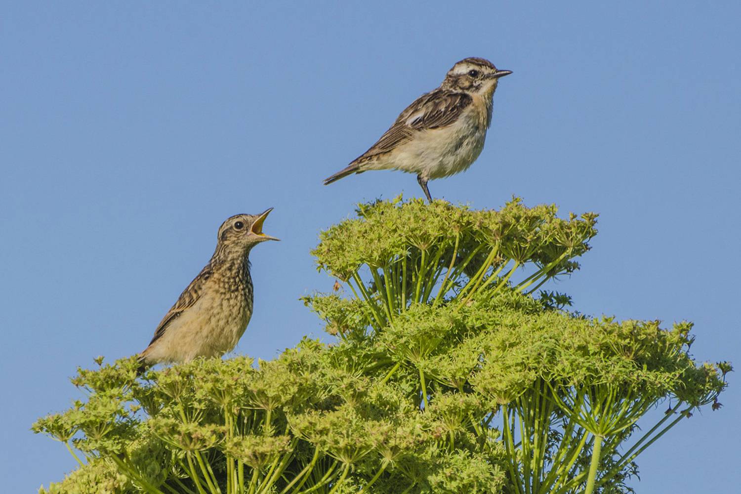птицы, луговой чекан, Михаил Агеев