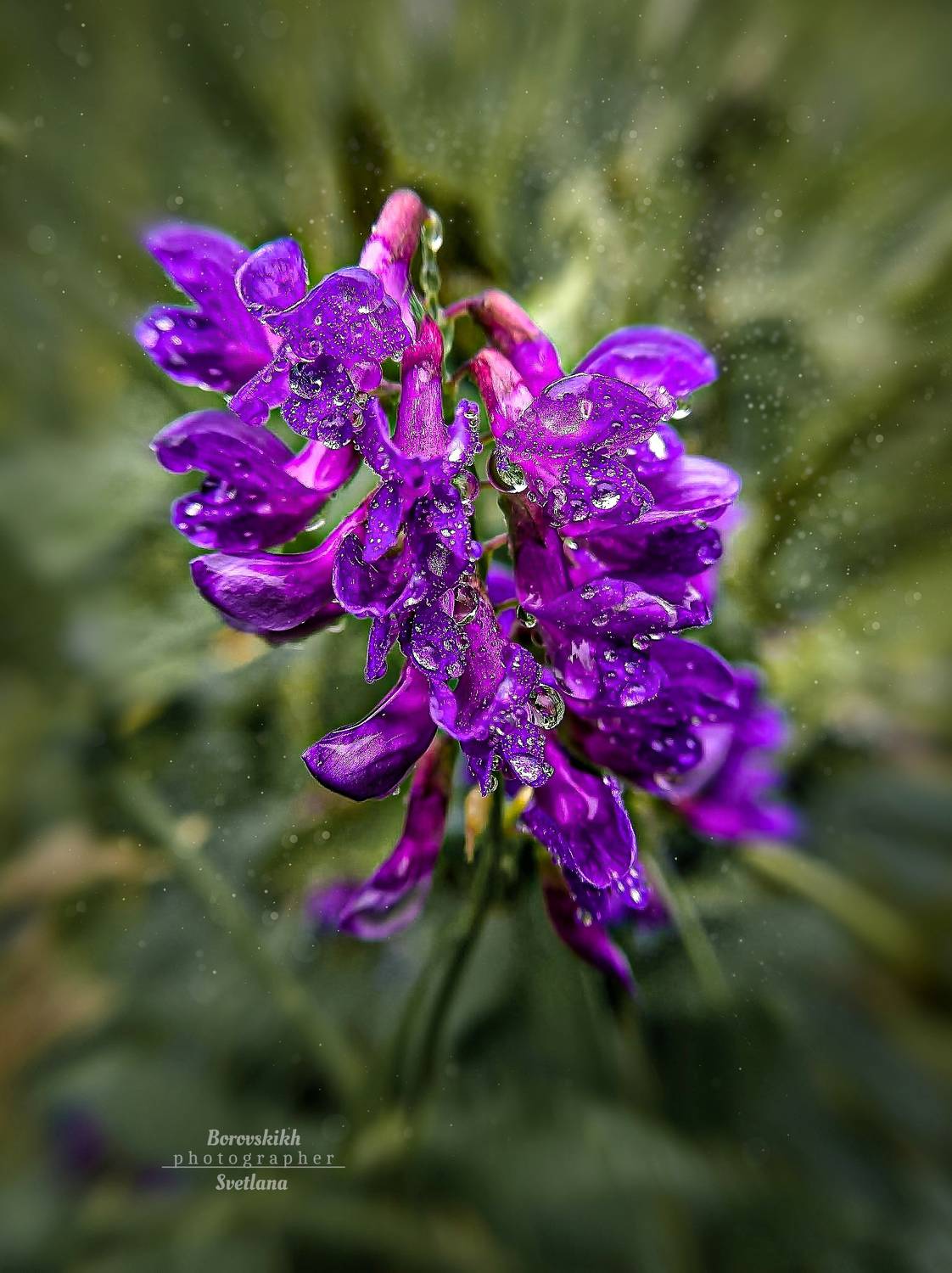 макро,  макро на телефон, macro, macro lens, цветы, боке, капли, Боровских Светлана