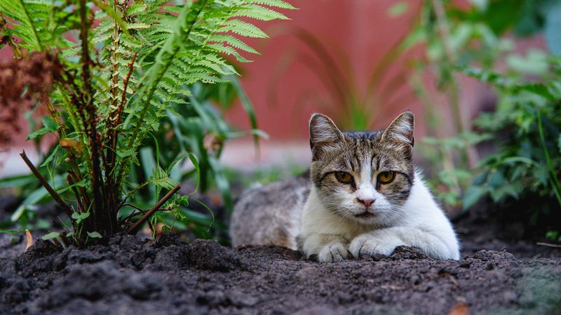 Кошка фото превью