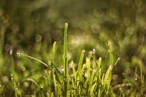 Пройтись по росе..